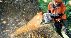 Tree Removal Willawong