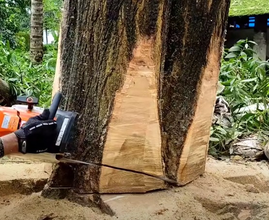 Tree Cutting Steiglitz