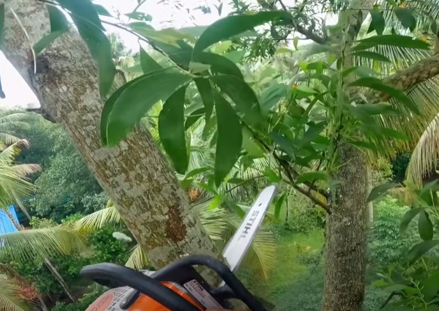 Tree Trimming Ormiston